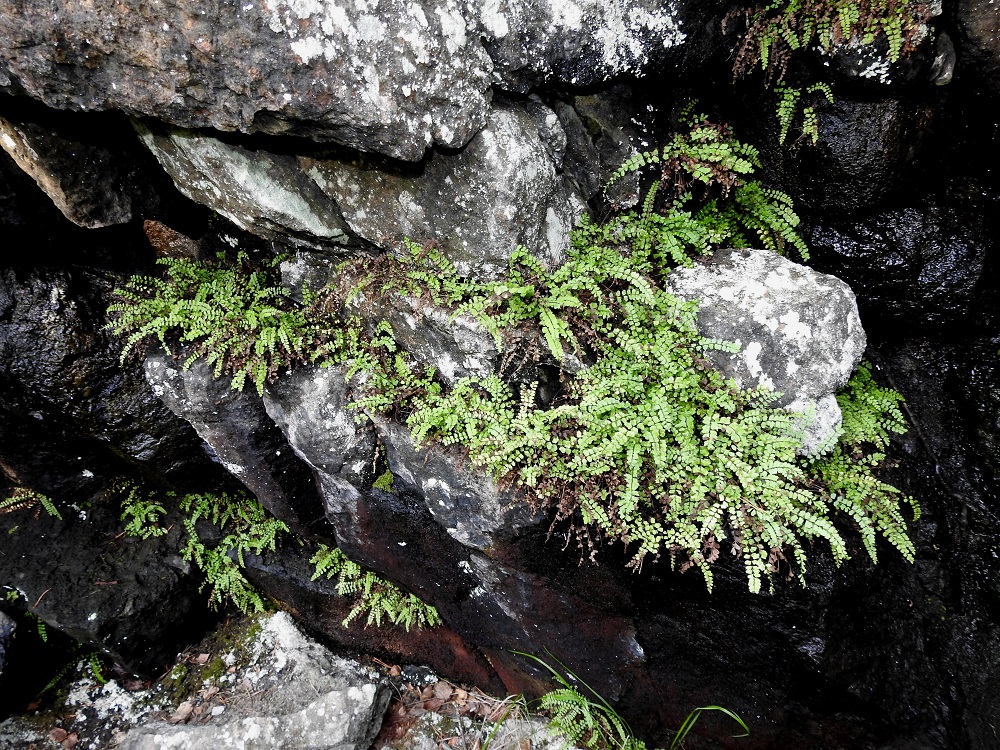 Asplenium adulterinum - serpentiiniraunioinen voi sopivan varjoisissa seinämäsyvänteissä, koloissa ja halkeamissa levittäytyä myös laajemmiksi, yhtenäisiksi kasvustoiksi ja kasvustonauhoiksi. Tätä edesauttaa maavarren kyky levittäytyä lyhyesti suikertamalla pitkin kasvualustaa. Tällöin yksilörajojen määrittely on hankalaa, ellei jopa mahdotonta. V, Salo, Suomusjärvi, Salittu, Ahvenlammentien varrella oleva kallioseinämä, luonnonsuojelualue, 12.6.2021. Koko kuvasarja on samalta kasvupaikalta. Copyright Hannu Kämäräinen.