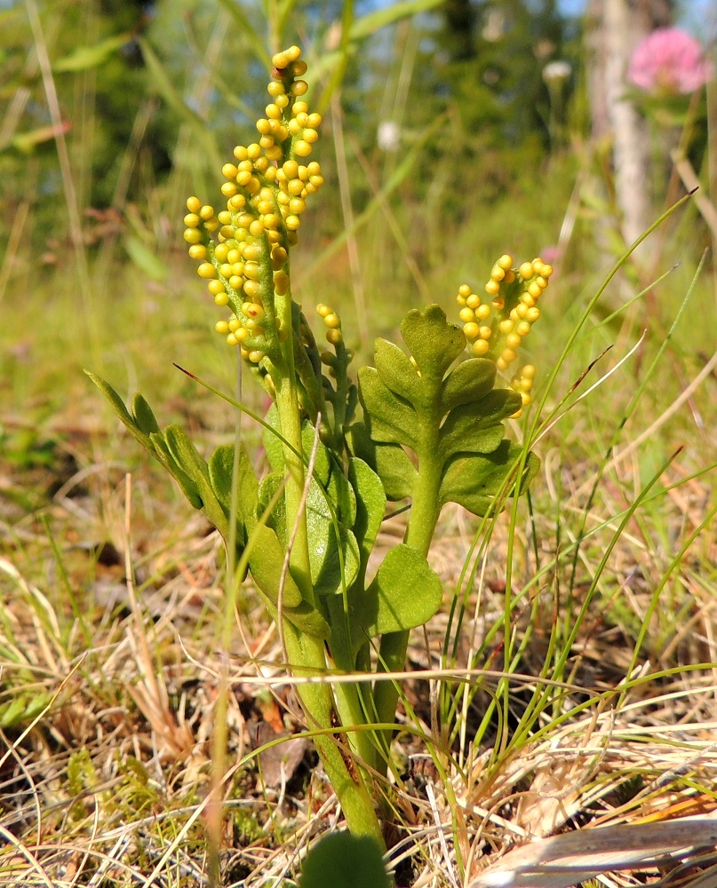 Botrychium boreale - pohjannoidanlukon lehdet nousevat maavarresta useimmiten yksittäin. Joskus lehtiä voi olla kaksikin. Lisäksi maavarret voivat sijaita tiiviinäkin ryhmänä. Kuva osoittaa, kuinka lehden jakautumiskohta voi vaihdella samassakin lehtiryhmässä. Oikeanpuolimmaisen lehden jakautumiskohta on kasvikirjojen kuvauksen mukainen. PeP, Tornio, Ylä-Kaakamo, Suutari, Hietaharjuntien laitaketo metsän reunassa, 16.7.2015. Copyright Hannu Kämäräinen.