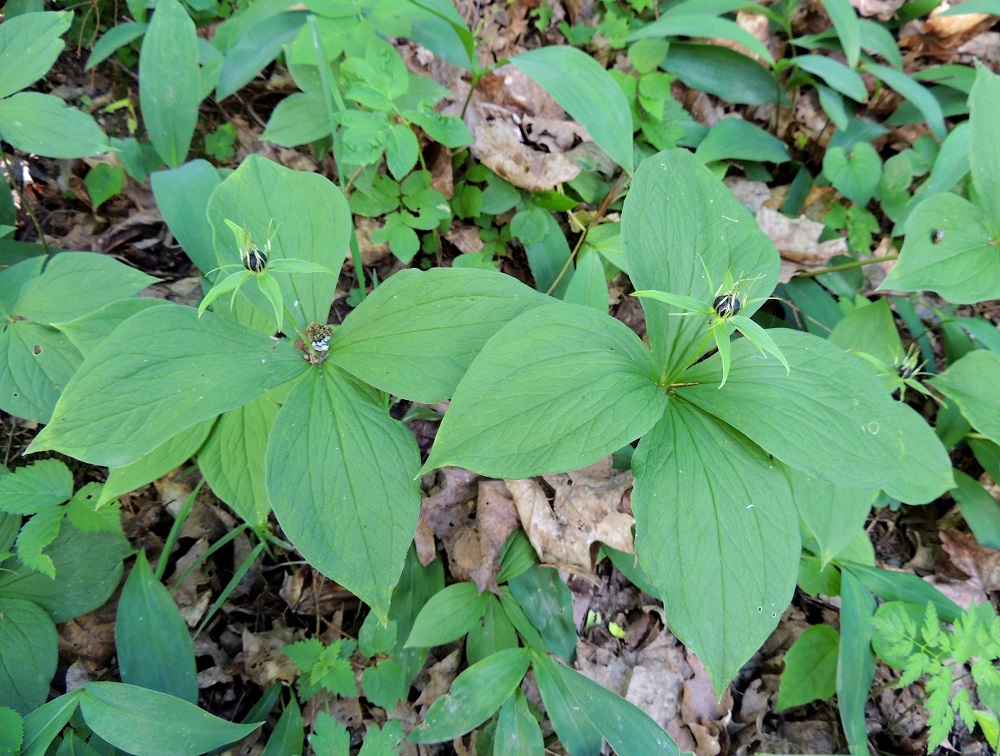 Paris quadrifolia - (lehto)sudenmarjan lehtikiehkuran lehdet ovat tavallisesti noin 6-10 cm pitkät ja leveimmältä kohtaa noin 4-6 cm leveät. EH, Hämeenlinna, Puistonmäki, Kaupunginpuisto Vanajaveden rannassa, lehtoinen metsikkö, 21.6.2013. Copyright Hannu Kämäräinen.