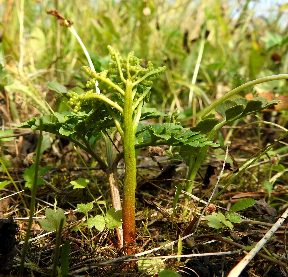 Sceptridium multifidum (Botrychium multifidum) - ahonoidanlukko on niin omannäköisensä laji, ettei sitä sotke muihin noidanlukkoihin. Sen kookas, pitkäruotinen, steriili lehtilapa ja itiöpesäkkeinen osa erkanevat toisistaan jo lehden tyviosassa. KP, Haapavesi, Pirnesperä, Pirnestien varressa, Pirnesjärven luoteispuolella oleva, jo vuosia käyttämättä ollut peltoalue, 17.7.2021. Copyright Hannu Kämäräinen.