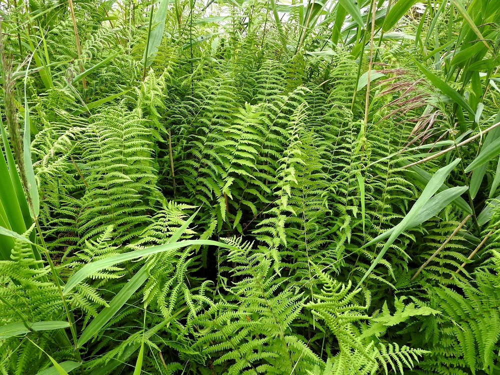 Thelypteris palustris - nevaimarre selviää myös järviruoón, Phragmites australis, kasvinkumppanina. Vaikka sen lehdet nousevat maavarresta yksittäin, vaakatasossa suikertava ja haarova maavarsi synnyttää tyypillisen tiheitä kasvustoja. EH, Hattula, Retula, Keskisjärven länsipään nevareunus Hattulan ja Hämeenlinnan rajalinjalla, 2.8.2021. Copyright Hannu Kämäräinen.
