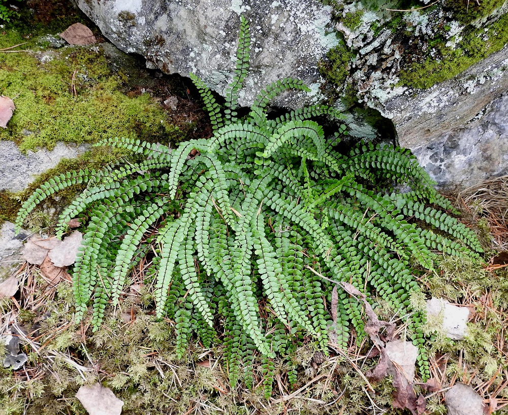 Asplenium trichomanes subsp. quadrivalens - tummaraunioisen subsp. kalkkitummaraunioisen lehdet nousevat maavarresta tiheähköinä kimppuina. Ne ovat tavallisesti noin 10-30 cm pitkiä. Lehtilapa on kertaalleen parilehdykkäinen ja tasasoukka tai hieman suikea. V, Salo, Perniö, Lupaja, Alhonmäki, luonnonsuojelualue, vanha kalkkikivenlouhintakuoppa, 22.8.2021. Copyright Hannu Kämäräinen.