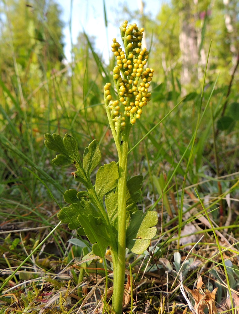 Botrychium boreale - pohjannoidanlukon lehden jakautumiskohta on kuvan yksilöllä aivan poikkeuksellisen matalalla, vaikka lajimäärityksestä ei ole epäselvyyttä. Steriilin lehtilavan alin lehdykkäpari on tyypillisen kolmiomainen, lähes pituutensa levyinen ja tylppäliuskainen. Itiöpesäkkeistö on usein kapeansoikea tai pitkänpyöreä. PeP, Tornio, Ylä-Kaakamo, Suutari, Hietaharjuntien laitaketo metsän reunassa, 16.7.2015. Copyright Hannu Kämäräinen.
