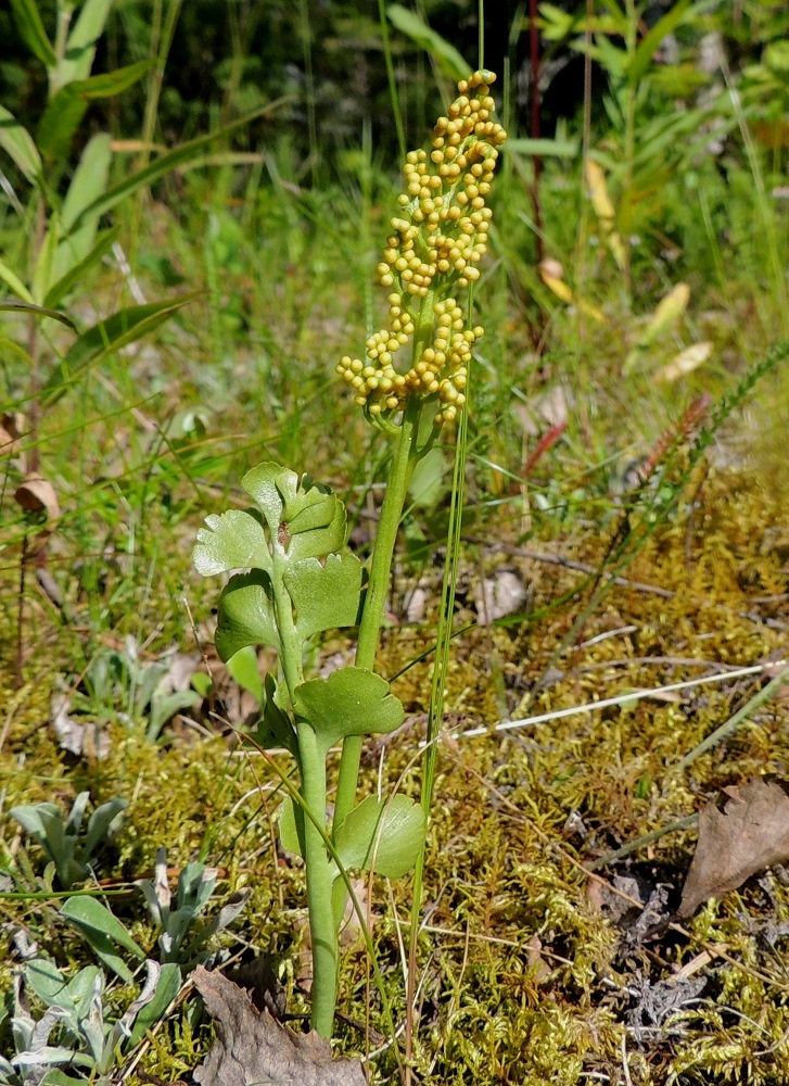 Botrychium lunaria - ketonoidanlukko muodostuu eriytyneestä ulkomuodostaan huolimatta vain yhdestä lehdestä, joka yleensä noin puolivälissä jakautuu steriiliin lehtilapaan ja pitkäperäiseen sekä haarovaan itiöpesäkkeistöön. PeP, Tornio, Ylä-Kaakamo, Suutari, Hietaharjuntien laitaketo metsän reunassa, 16.7.2015. Copyright Hannu Kämäräinen.