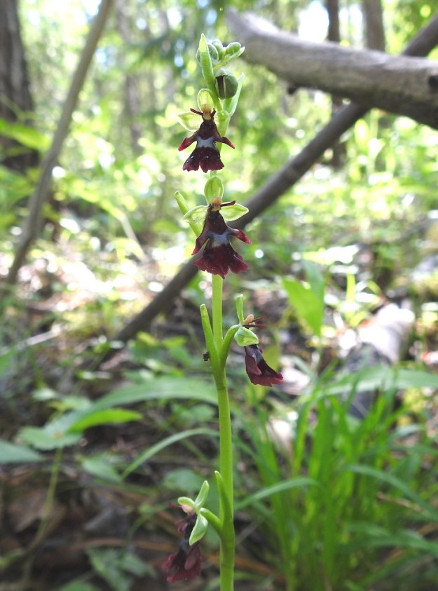 Ophrys insectifera - kimalaisorhon kukinto on tavallisesti noin 6-12 cm pitkä ja noin 3-14-kukkainen (kuvassa nuppuineen 8-kukkainen). Kukat ovat kukintorangalla kierteisesti, harvakseen ja yksittäin tukilehtensä hangassa. V, Parainen, 13.6.2021. Copyright Hannu Kämäräinen.