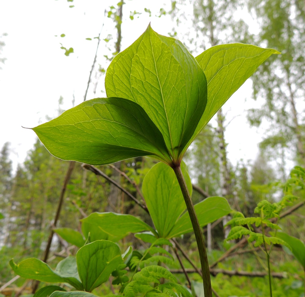 Paris quadrifolia - (lehto)sudenmarjan varsi on haaraton, liereä ja kalju sekä vihreä tai osin ruskehtava. Pituutta sillä on yleensä noin 15-35 cm. Lehdet ovat ruodittomat ja verkkosuoniset. Niiden tyvi on hyvin kapea ja kärki suippo sekä terävä. Lehtilaita on ehyt ja kaljuhko tai hyvin lyhytkarvainen. Karvoitus näkyy kuvassa vasemmanpuolimmaisen lehden alalaidassa. Muuten lehdet ovat kaljut. EH, Hämeenlinna, Loimalahti, Hirsimäki, Metsälammentien ja Yli-Raakkulantien välinen metsäkaista, 18.5.2013. Copyright Hannu Kämäräinen.