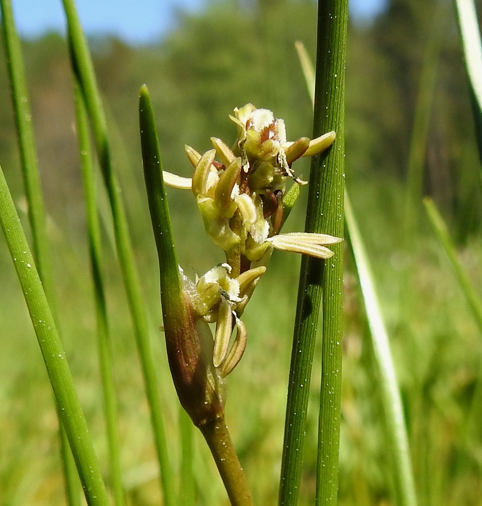 Scheuchzeria palustris - leväkön kukat ovat kaksineuvoisia, tuulipölytteisiä ja noin 4-6 mm läpimitaltaan. Heteitä on kuusi ja niiden ponnet ovat yleensä noin 2-3 mm pitkät. Emilehtiä on useimmiten kolme, joskus enimmillään kuusikin. Ne ovat pulleamuotoisia ja aluksi vihreitä (kuvassa alin kukka), mutta muuttuvat nopeasti ruskeiksi (ylemmät kukat). EH, Hämeenlinna, Pullerinmäki, Ahvenistonharjun juurella olevan Kahtoilammen luoteispään rantaneva lähellä vesirajaa, 9.6.2021. Copyright Hannu Kämäräinen.