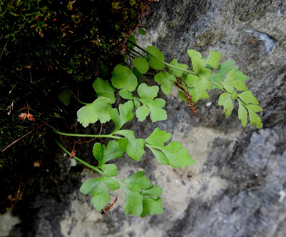 Asplenium ruta-muraria - seinäraunioisen vaihtelevaa ulkomuotoa on vaikea lyhyesti ja tyhjentävästi kuvata. Pelkästään lehtilavan lehdykät voivat olla puikeita, vastapuikeita, soikeahkoja, kolmiomaisia, viuhkamaisia ja vinoneliömäisiä tai yksilöllisen epäsymmetrisiä. V, Salo, Perniö, Lupaja, Alhonmäki, luonnonsuojelualue, vanha kalkkikivenlouhintakuoppa, 22.8.2021. Copyright Hannu Kämäräinen.