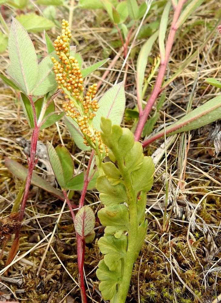 Botrychium lunaria - ketonoidanlukon itiöpesäkkeistö on kertaalleen tai kahteen kertaan haarova ja sen mukaan kapeampi tai leveämpi, Koko lehti on kalju kaikilta pinnoiltaan. PeP, Kemi, Ajos, Mäntynokka, Ajoksentien ja rautatien välinen, sorapohjainen ketoalue Jatulintien risteyksen lounaispuolella, 4.7.2018. Copyright Hannu Kämäräinen.