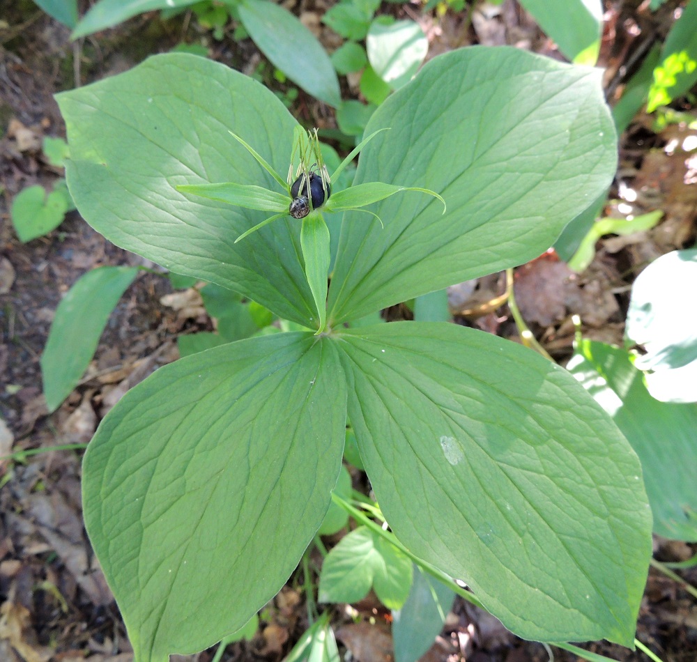 Paris quadrifolia - (lehto)sudenmarjan kukka on kaksineuvoinen ja sen kehä on erilaistunut verhiöksi ja teriöksi. Kun kookkaammat verholehdet ovat vaakatasossa, kukan läpimitta on tavallisesti noin 30-50 mm. EH, Hämeenlinna, Puistonmäki, Kaupunginpuisto Vanajaveden rannassa, lehtoinen metsikkö, 21.6.2013. Copyright Hannu Kämäräinen.