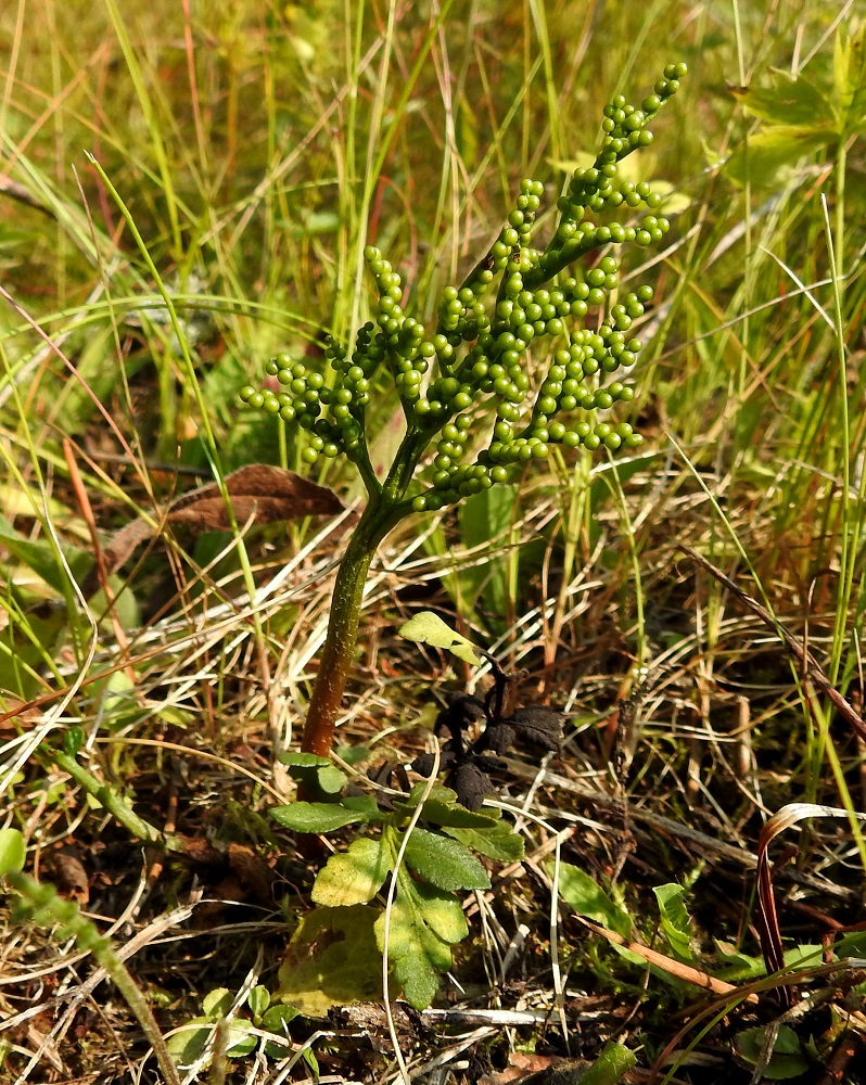 Sceptridium multifidum (Botrychium multifidum) - ahonoidanlukko kasvaa monien muiden noidanlukkojen tapaan lähinnä kuivilla niityillä, vanhoilla pelloilla, laitumilla, kedoilla, nummilla, rantaniityillä ja pientareilla. Se on kärsinyt paljon umpeenkasvusta, hakamaalaidunnuksen loppumisesta ja lannoitteiden käytöstä. Se on esiintymisessään epäsäännöllinen ja kannanvaihtelut eri vuosina ovat suuria. Kuvan yksilökin pitää todennäköisesti yhden tai pari välivuotta, sillä sen talvehtinut lehtilapa on huonossa kunnossa ja uudesta lehtilavasta (vasemmalla) on jäljellä enää ruoti ja yksi pikkulehdykkä ehkä jäniksen maistelun tuloksena. KP, Haapavesi, Pirnesperä, Pirnestien varressa, Pirnesjärven luoteispuolella oleva, jo vuosia käyttämättä ollut peltoalue, 17.7.2021. Copyright Hannu Kämäräinen.