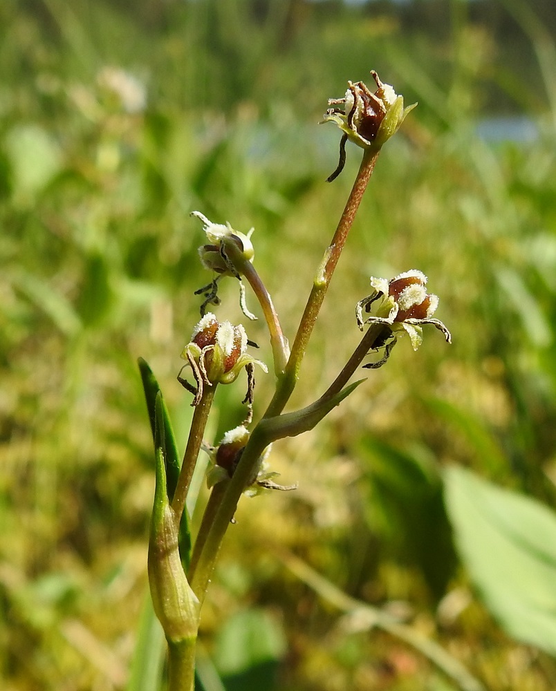 Scheuchzeria palustris - leväkön kukinnan edistyessä nopeasti terttu harsuuntuu kukkaperien kasvaessa. Kukkapeät ovat noin 0,5-3 cm pitkiä ja tukilehdellisiä. Alemmat tukilehdet ovat varsilehtien kaltaisia ja ylimmät kalvomaisia. Kukan verholehtimäisiä, vaaleanvihreitä kehälehtiä on kuusi ja ne ovat noin 2,5-3 mm pitkiä. Emilehdet turpoavat lähes munanmuotoisiksi, noin 3-4 mm pitkiksi ja tyveltään noin 2-2,5 mm paksuiksi. Ne ovat ruskeita ja niiden ulkosyrjää peittää tiivis, vaalea nukka. Niiden tyveltä roikkuvat kuihtuneet heteet. EH, Hämeenlinna, Pullerinmäki, Ahvenistonharjun juurella olevan Kahtoilammen luoteispään rantaneva lähellä vesirajaa, 9.6.2021. Copyright Hannu Kämäräinen.