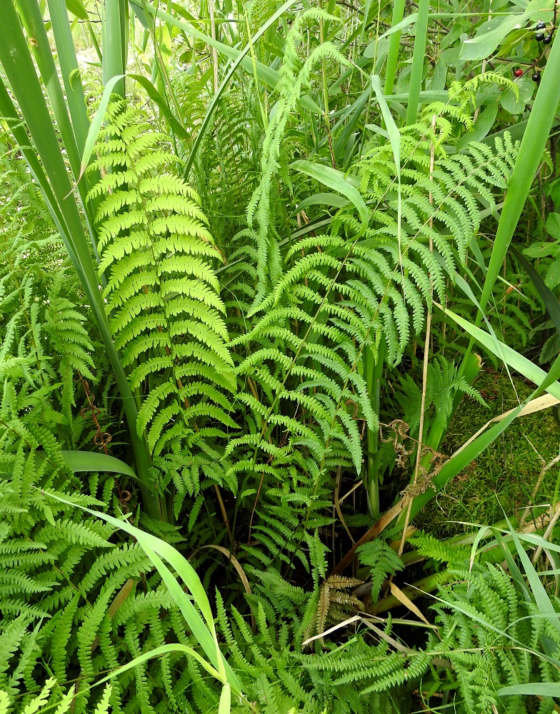 Thelypteris palustris - nevaimarteen lehdet ovat tavallisesti noin 30-120 cm pitkiä (kuvan lehdet ovat pisimmillään hieman yli 120 cm). Osa lehdistä pysyy itiöpesäkkeettöminä koko kasvukauden ajan. Lehtiruoti on yleensä noin 15-60 cm pitkä. Se on suunnilleen lehtilavan mittainen tai jonkin verran pitempi. Lehtilapa on lähinnä kapeansoikea ja parilehdykkäinen. Se on tavallisesti noin 15-60 cm pitkä ja leveimmältä kohtaa noin 7-20 cm leveä. Itiöpesäkkeettömät lehdet (kuvassa vasemmalla) ovat keskimäärin itiöpesäkkeellisiä lehtiä leveämpiä. EH, Hattula, Retula, Keskisjärven länsipään nevareunus Hattulan ja Hämeenlinnan rajalinjalla, 2.8.2021. Copyright Hannu Kämäräinen.