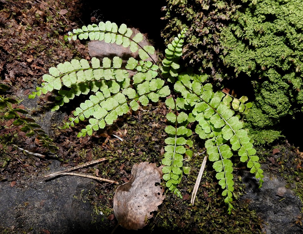 Asplenium adulterinum - serpentiiniraunioisen lehtilapa on kertaalleen parilehdykkäinen, tasasoukka tai hieman suikea ja kärkeä kohti suippeneva. Se on tavallisesti noin 7-14 cm pitkä ja leveimmältä kohtaa noin 0,8-1,5 cm leveä. 3.7.2021. Copyright Hannu Kämäräinen.