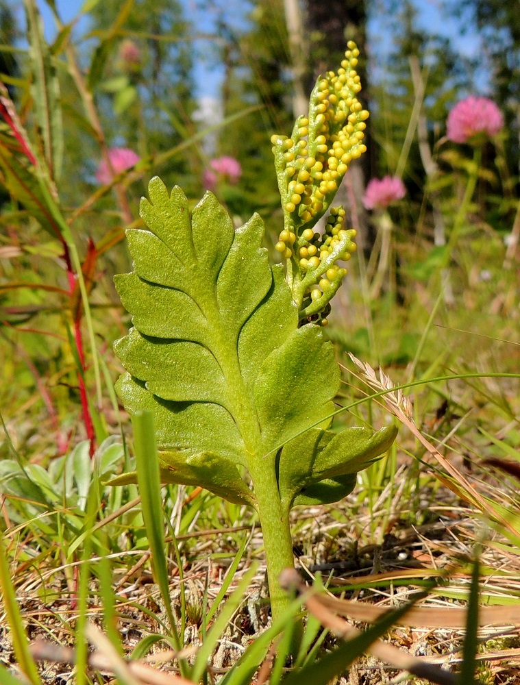 Botrychium boreale - pohjannoidanlukon steriilin lehtilavan sivulehdykät voivat olla toisinaan myös lähes ehyet. Ne ovat kuitenkin malliltaan tavallisimmin kolmiomaisen tai vinoneliömäisen puikeita ja lavan kärkeä kohti pieneneviä. Näin ollen ero ketonoidanlukkoon, B. lunaria, säilyy riittävänä. PeP, Tornio, Ylä-Kaakamo, Suutari, Hietaharjuntien laitaketo metsän reunassa, 16.7.2015. Copyright Hannu Kämäräinen.