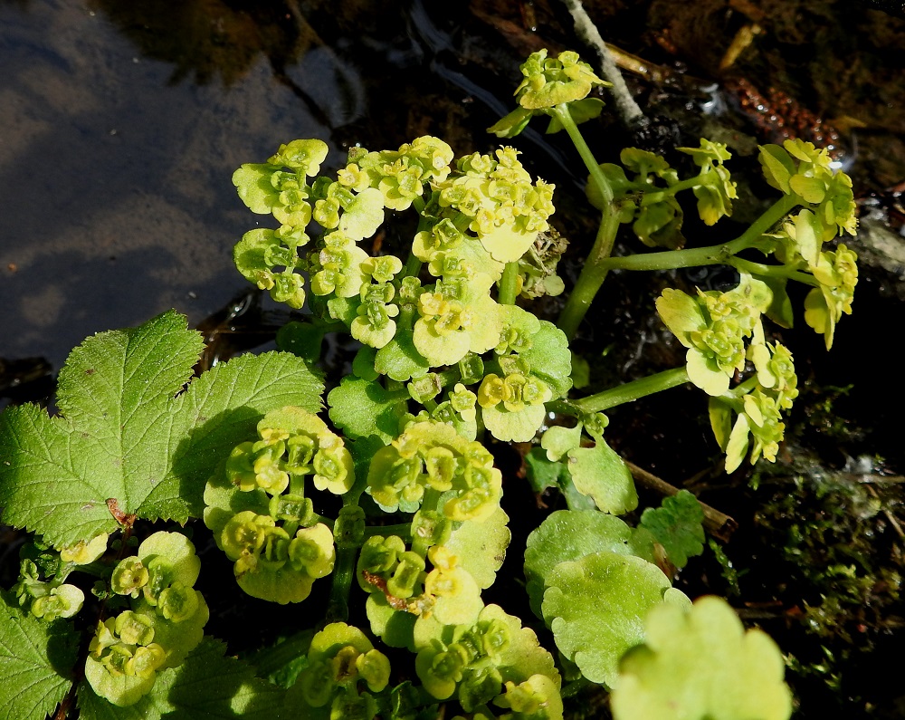 Chrysosplenium alternifolium - kevätlinnunsilmän kukinnan ja kasvun jatkuessa kukinnon haarat pitenevät ja tiivis kukinto voi myös hajaantua. EH, Hämeenlinna, Idänpää, Aulangonjärven kaakkoispää, Kihtersuo, metsätieuran laiteen vetinen kosteikkokaista, 3.6.2021. Copyright Hannu Kämäräinen.