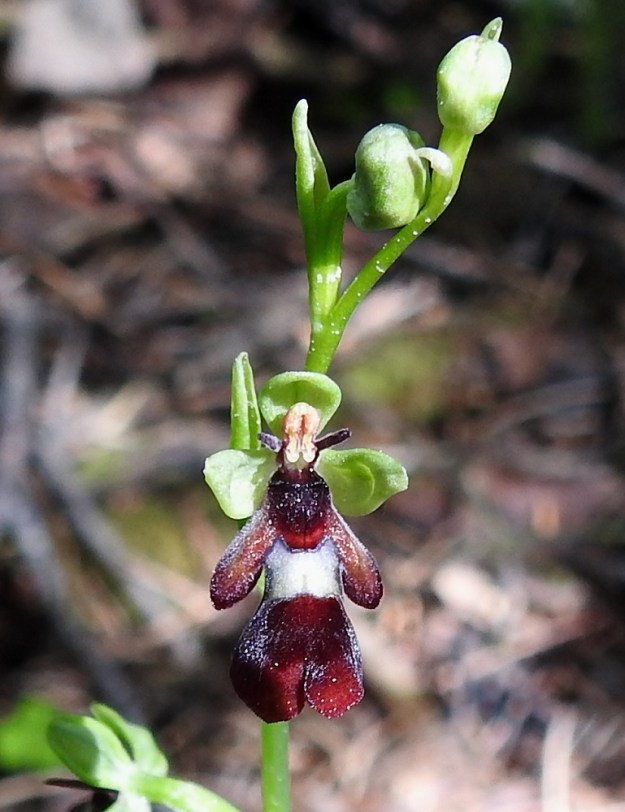 Ophrys insectifera - kimalaisorhon huulen yläpuolella on hetiön ja emiön yhdistävä siitintukku, jossa ylimpänä on kaksilokeroinen heteen ponsi ja sen alla emin luottipinnat. Siitintukku täydentää hyönteisvaikutelman näyttäen sen päältä silmineen. Medettömän kukan pölytys perustuu hyvin pitkälle vietyyn huijaukseen, joka kohdistuu vain pariin kaskaspistiäis- eli velhohukkalajiin. Kukka erittää voimakkaasti näiden petopistiäisten naaraiden feromoneja. Kukan muoto, huulen väritys ja karvoitus sekä sen vaalean kohdan synnyttämä siipikiilto erehdyttävät urokset yrittämään parittelua. Tässä touhussa ne saavat siitepölymyhkyt otsaansa ja kuljettavat niitä mukanaan toisiin kukkiin. V, Parainen, 13.6.2021. Copyright Hannu Kämäräinen.