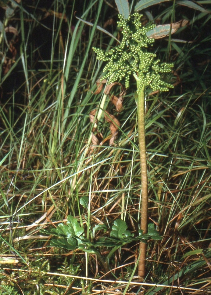 Sceptridium multifidum (Botrychium multifidum) - ahonoidanlukon itiöpesäkkeistö on yleensä leveän tai kapeamman kartiomainen ja runsashaarainen. Sen perä on pysty, tavallisesti tanakkaja noin 6-18 cm pitkä sekä vihreä tai ainakin alaosastaan ruskeahko. ES, Sulkava, Rauhaniemi, maantien (tie 438) länsipuoli Vuoniementien risteyksen eteläpuolella, rantaketo ja -niittyalue, 26.7.1999. Skannattu diasta. Copyright Hannu Kämäräinen.
