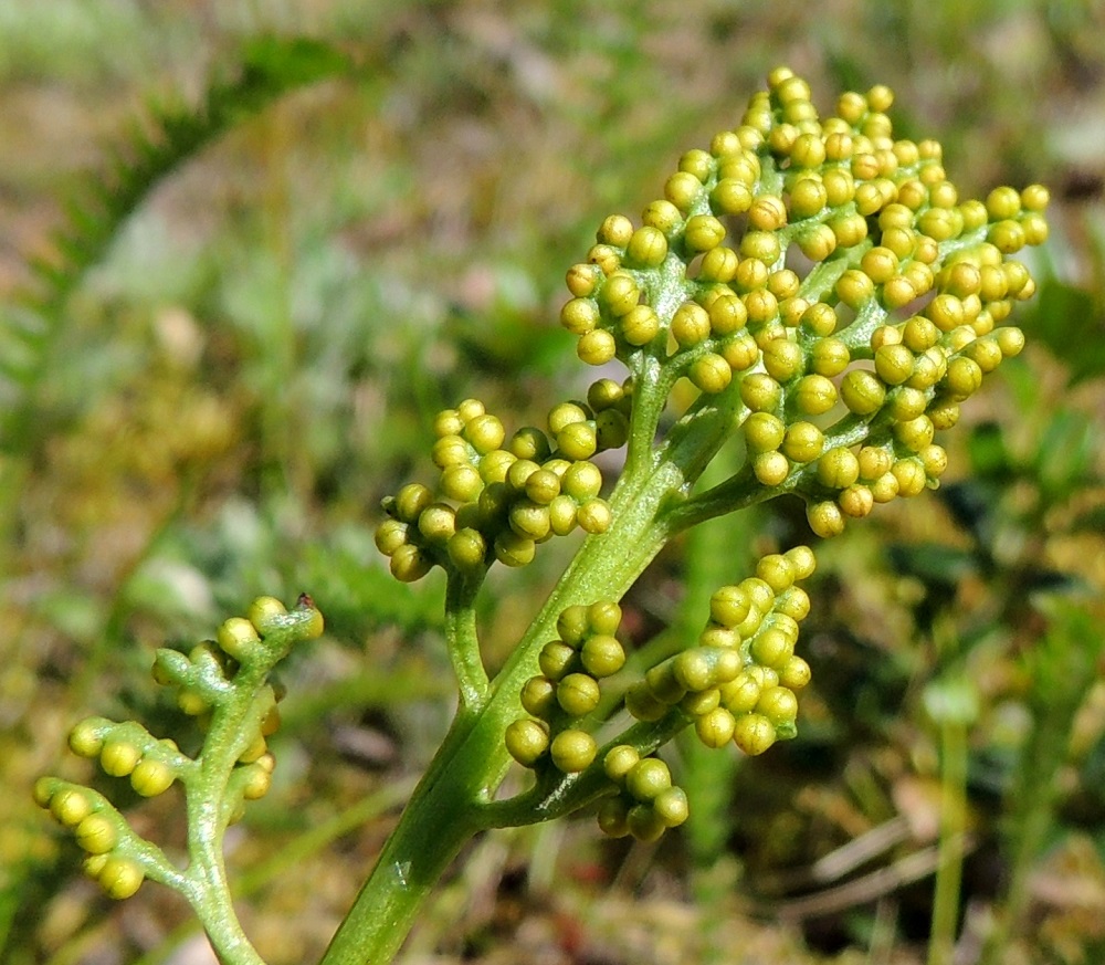 Botrychium lunaria - ketonoidanlukon itiöpesäkkeet sijaitsevat kahtena rivinä tai rypälemäisinä ryhminä pesäkkeistön haaroissa. Itiöpesäke on pallomaisen pyöreä ja läpimitaltaan noin 1 mm sekä aluksi keltainen tai kellanvihreä. Kypsymättömänkin pesäkkeen puolivälissä on näkyvillä sauma, josta se itiöidessään avautuu. PeP, Tornio, Ylä-Kaakamo, Suutari, Hietaharjuntien laitaketo metsän reunassa, 16.7.2015. Copyright Hannu Kämäräinen.