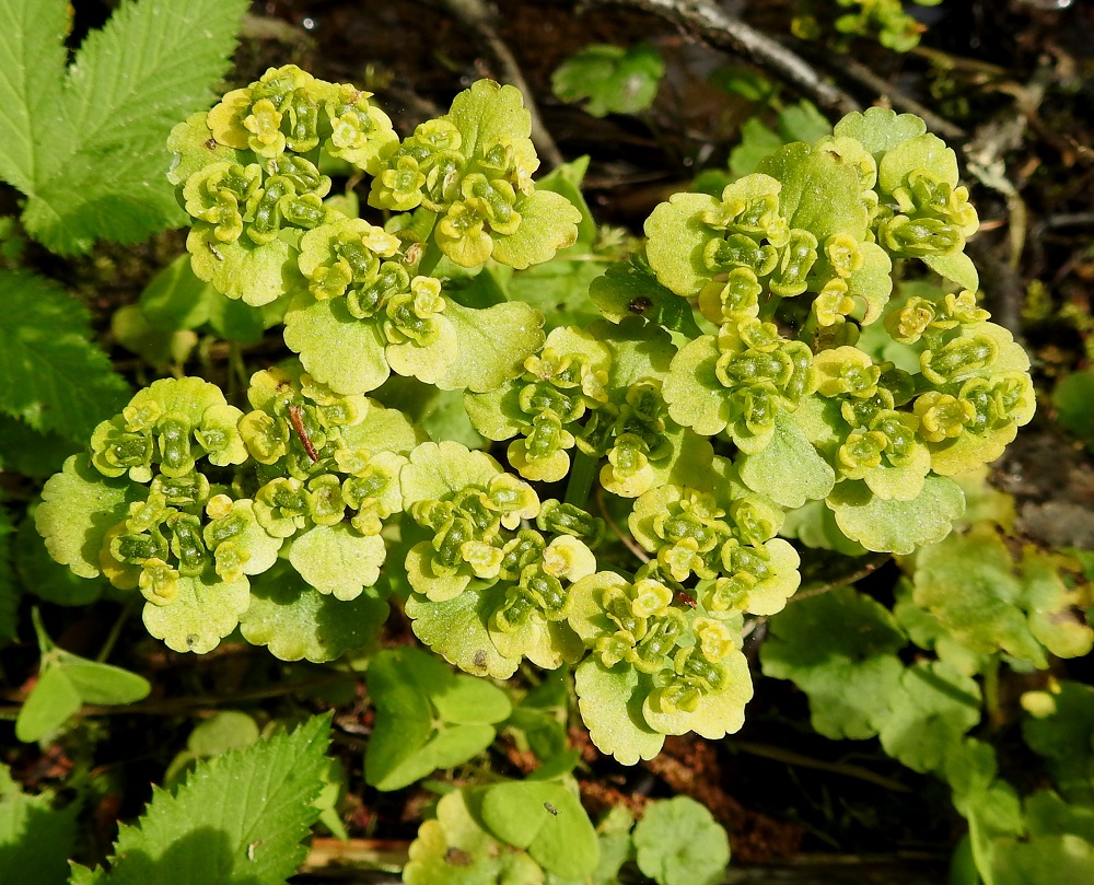 Chrysosplenium alternifolium - kevätlinnunsilmän aikainen kukinta ja laakean kukinnon houkutteleva keltaväri sekä pienten kukkien mesituotanto takaavat hyvän pölytystuloksen. Yleensä kaikki tai lähes kaikki kukat kehittyvät kotavaiheeseen. EH, Hämeenlinna, Idänpää, Aulangonjärven kaakkoispää, Kihtersuo, metsätieuran laiteen vetinen kosteikkokaista, 3.6.2021. Copyright Hannu Kämäräinen.