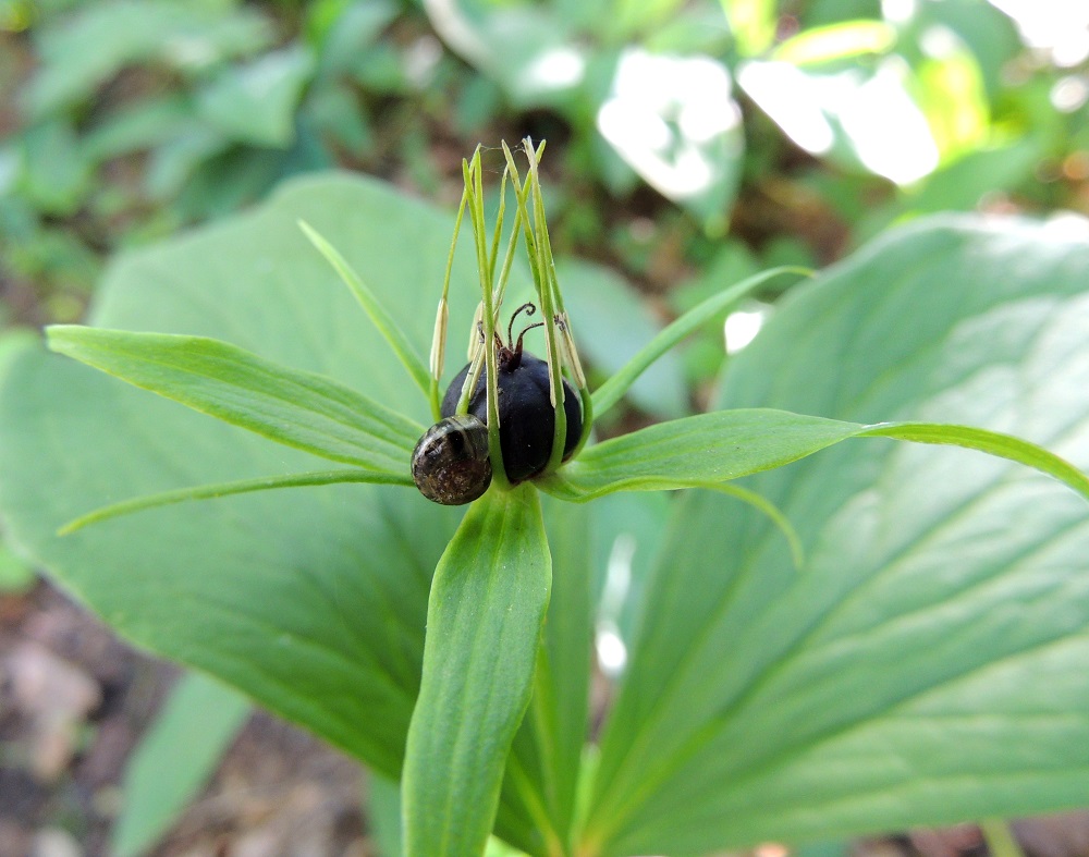 Paris quadrifolia - (lehto)sudenmarjan kukassa on tavallisesti kahdeksan hedettä. Ne ovat terälehtien tavoin vihreitä ja hyvin kapean tasasoukkia sekä noin 12-20 mm pitkiä. Ponsi on keltainen ja noin 4-6 mm pitkä. Se on noin heteen puolivälissä, josta hede jatkuu lähes rihmamaisena kärkenä. Kuvassa on myös kukan pulleaan emiin kiinnittynyt lasikiiltokotilo, Nesovitrea petronella. EH, Hämeenlinna, Puistonmäki, Kaupunginpuisto Vanajaveden rannassa, lehtoinen metsikkö, 21.6.2013. Copyright Hannu Kämäräinen.