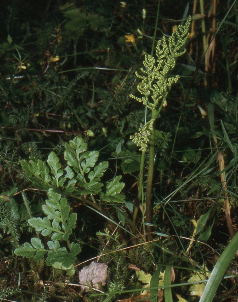 Sceptridium multifidum (Botrychium multifidum) - ahonoidanlukon normaalissa lehdessä on yksi itiöpesäkkeellinen osa. Noidanlukkojen maailmassa ei useinkaan ole sääntöä ilman poikkeusta. Kuvan yksilö on kasvattanut toisen itiöpesäkkeistön, joka haarautuu kuluvan kasvukauden lehtilavan ruodista. ES, Sulkava, Rauhaniemi, maantien (tie 438) länsipuoli Vuoniementien risteyksen eteläpuolella, rantaketo ja -niittyalue, 26.7.1999. Skannattu diasta. Copyright Hannu Kämäräinen.