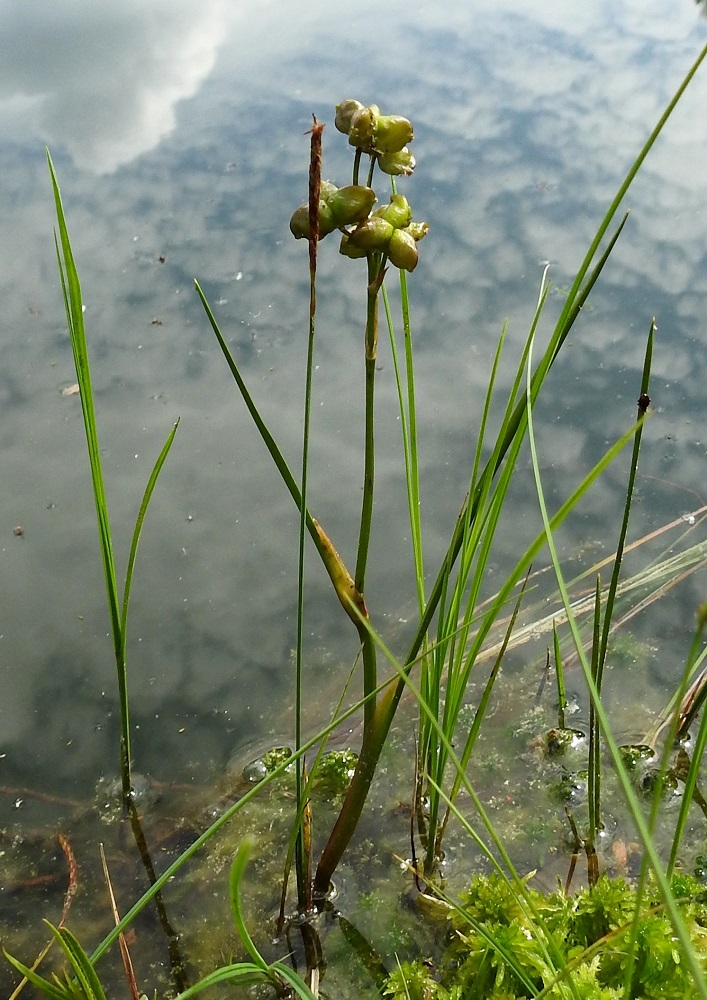 Scheuchzeria palustris - leväkön varsi on mutkainen, jäykkä ja liereä sekä haaraton. Juuristo onnistuu kiinnittämään sen yllättävän tukevasti lammen höttöiseen nevareunukseen, joka vajoaa kuvaajan painosta veden alle. EH, Hämeenlinna, Pullerinmäki, Ahvenistonharjun juurella olevan Kahtoilammen luoteispään rantaneva vesirajassa, 25.6.2021. Copyright Hannu Kämäräinen.