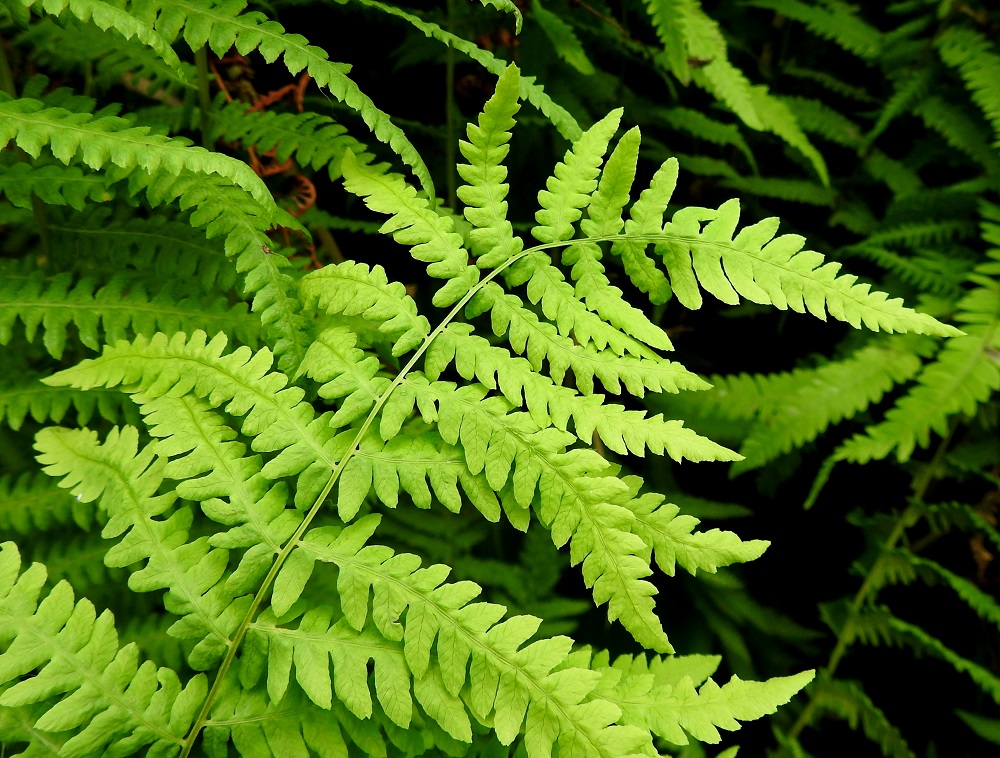 Thelypteris palustris - nevaimarteen lehtilavan kärki on pitkä, suippo ja terävä. Se on sivulehdyköiden tapaan liuskainen. EH, Hattula, Retula, Keskisjärven länsipään nevareunus Hattulan ja Hämeenlinnan rajalinjalla, 2.8.2021. Copyright Hannu Kämäräinen.