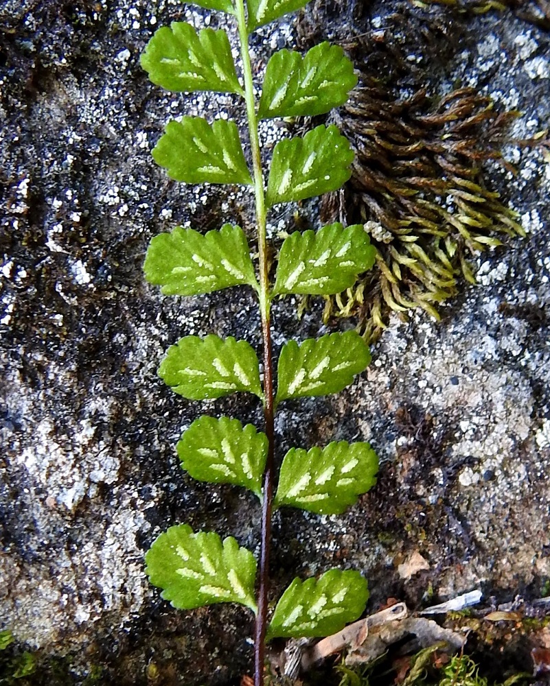 Asplenium adulterinum - serpentiiniraunioisen itiöpesäkeryhmiä on yleisimmin 3-6 lehdykän alapinnan lehtisuonten sivuilla. Ne ovat ennen itiöintiä tasasoukkia ja enintään noin 2 mm pitkiä. Pesäkeryhmää peittää vaalea, kalvomainen katesuomu. 3.7.2021. Copyright Hannu Kämäräinen.