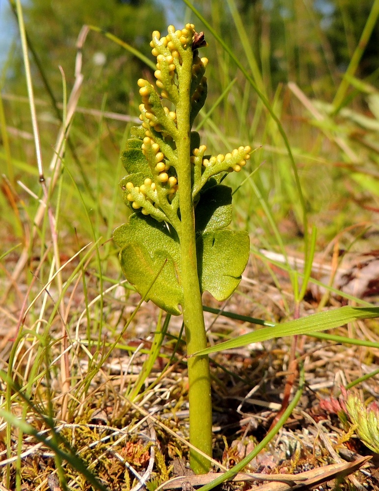 Botrychium boreale - pohjannoidanlukon lehti ruotineen ja itiöpesäkkeistön haarat ovat yleensä vihreät tai vaaleanvihreät. PeP, Tornio, Ylä-Kaakamo, Suutari, Hietaharjuntien laitaketo metsän reunassa, 16.7.2015. Copyright Hannu Kämäräinen.