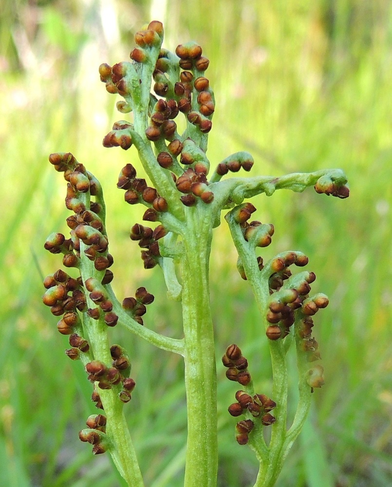Botrychium lunaria - ketonoidanlukon itiöpesäkkeet tummuvat kypsyessään ruosteenruskeiksi. Niiden saumat ovat juuri repeytymäisillään auki. PeP, Tornio, Ylä-Kaakamo, Suutari, Hietaharjuntien laitaketo metsän reunassa, 16.7.2015. Copyright Hannu Kämäräinen.