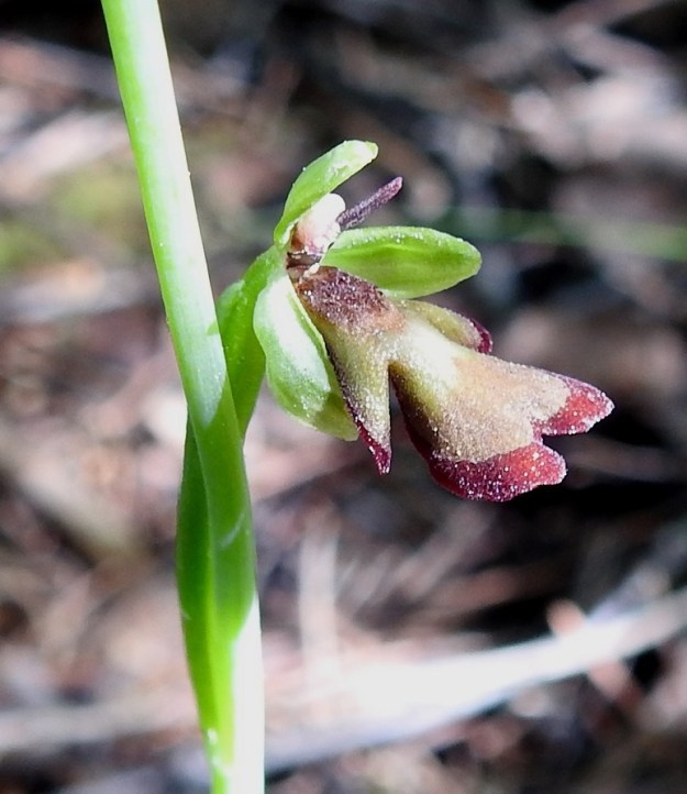 Ophrys insectifera - kimalaisorhon kukan huulivärit voivat myös vaihdella. Erehtyneekö kaskaspistiäis- eli velhohukkauros luulemaan näinkin vaaleaa tapausta lajinsa naaraaksi, jos houkutustuoksu on kuitenkin oikea. V, Parainen, 13.6.2021. Copyright Hannu Kämäräinen.
