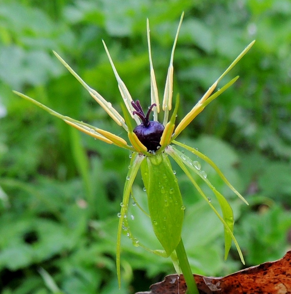 Paris quadrifolia - (lehto)sudenmarjan kukan emi on pallomainen, mustahko ja läpimitaltaan yleensä noin 5-7 mm. Luotteja on neljä. Kuvan kukassa heteiden lukumäärä on yleisimmästä kahdeksasta poiketen kymmenen. A, Lemland, eteläpää, Herröskatan, lehtoniitty, luonnonsuojelualue, 26.5.2013. Copyright Hannu Kämäräinen.