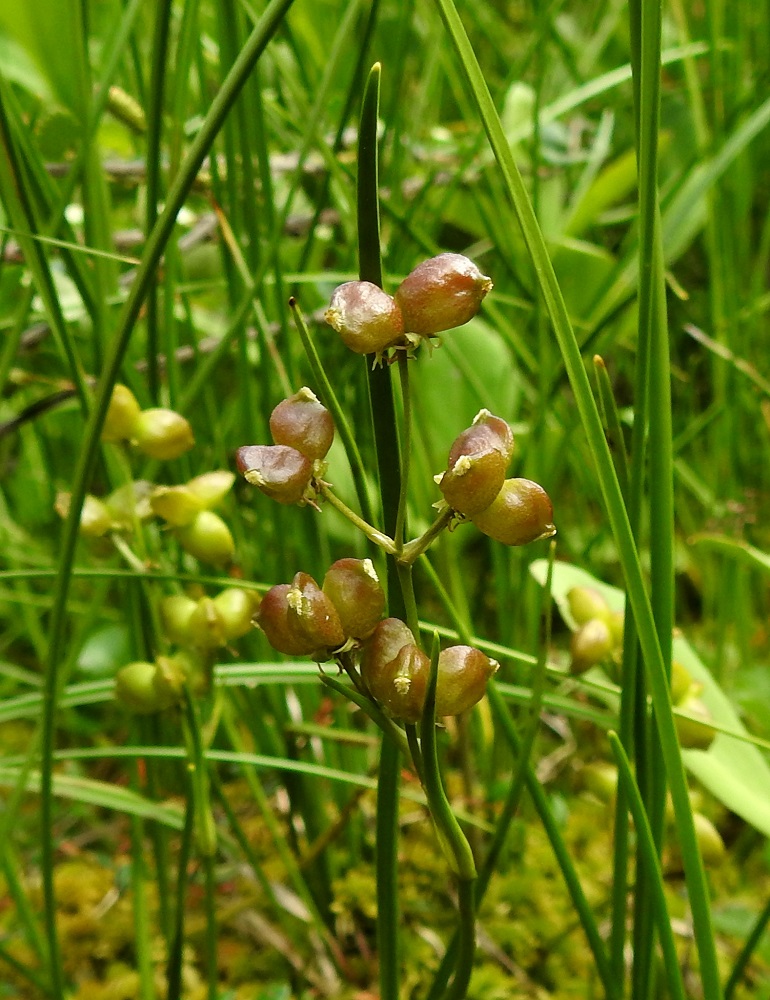 Scheuchzeria palustris - leväkön kypsyyttä kohti kehittyvät tuppilohedelmät ovat useimmiten vihreitä, mutta voivat toisinaan saada pintaansa ruskehtavankin sävyn. EH, Hämeenlinna, Pullerinmäki, Ahvenistonharjun juurella olevan Kahtoilammen luoteispään rantaneva lähellä vesirajaa, 25.6.2021. Copyright Hannu Kämäräinen.
