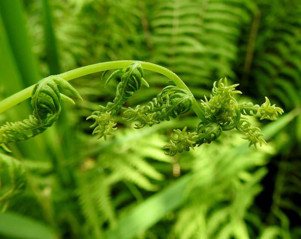 Thelypteris palustris - nevaimarteen kehittyvän lehden kärki on saniaisten tapaan kiepillä ja avautuvat sivulehdykät ovat hyvin koristeelliset. Lavan nuoressa keskirangassa ja lehdyköissä on lyhyttä karvoitusta, mutta ne kaljuuntuvat ikääntyessään. EH, Hattula, Retula, Keskisjärven länsipään nevareunus Hattulan ja Hämeenlinnan rajalinjalla, 2.8.2021. Copyright Hannu Kämäräinen.