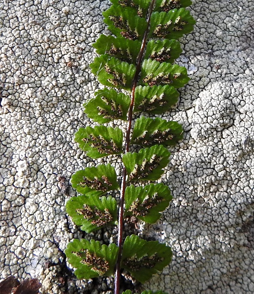 Asplenium adulterinum - serpentiiniraunioisen itiöpesäkeryhmiä peittävä katesuomu on muiden Suomen raunioisten tapaan kiinnittynyt vain toiselta sivultaan. Itiöiden kypsymisvaiheessa se avautuu ja kääntyy itiöpesäkeryhmän sivulle, johon se jää itiöinnin ajaksi Kypsät itiöpesäkkeet tummuvat ruskeiksi. 23.8.2021. Copyright Hannu Kämäräinen.