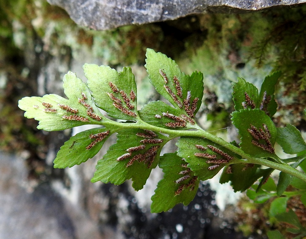 Asplenium ruta-muraria - seinäraunioisen itiöpesäkeryhmän katesuomu on kiinnittynyt toiselta reunaltaan ja toinen reuna on vapaa sekä ripsilaitainen. Katesuomu avautuu ja kääntyy kypsymisvaiheessa itiöpesäkeryhmän sivulle, johon se jää itiöinnin ajaksi. Kypsät, itiöivät pesäkeryhmät muuttuvat ruskeiksi. Itiöimisaika on heinä-elokuu. V, Salo, Perniö, Lupaja, Alhonmäki, luonnonsuojelualue, vanha kalkkikivenlouhintakuoppa, 22.8.2021. Copyright Hannu Kämäräinen.