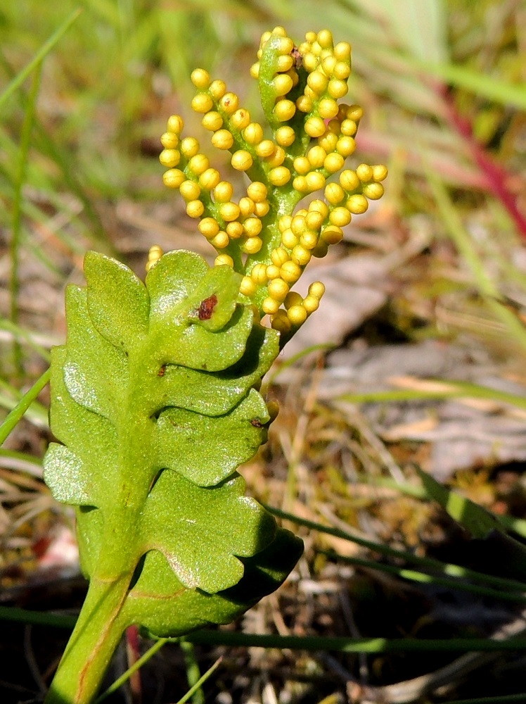 Botrychium boreale - pohjannoidanlukon laajan vaihteluvälin mukaan steriilin lehtilavan sivulehdykät voivat olla myös reilusti limittäin. Itiöpesäkkeet ovat fertiilin osan haaroissa kahdessa rivissä. PeP, Tornio, Ylä-Kaakamo, Suutari, Hietaharjuntien laitaketo metsän reunassa, 16.7.2015. Copyright Hannu Kämäräinen.