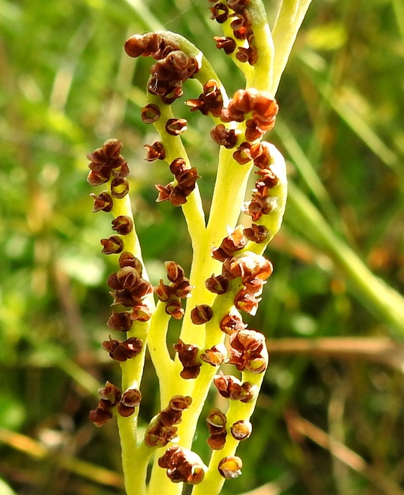 Botrychium lunaria - ketonoidanlukon itiöpesäkeryhmät ovat kuvan yksilössä jo kokonaan auenneet ja hyvin vaalea, lähes valkoinen itiöpöly on varissut tuulenhenkäysten mukaan. KP, Haapavesi, Pirnesperä, Pirnestien varressa, Pirnesjärven luoteispuolella oleva, jo vuosia käyttämättä ollut peltoalue, 17.7.2021. Copyright Hannu Kämäräinen.