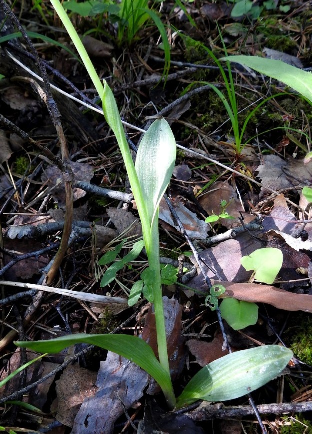 Ophrys insectifera - kimalaisorhon kukan huulivärit voivat myös vaihdella. Erehtyneekö kaskaspistiäis- eli velhohukkauros luulemaan näinkin vaaleaa tapausta lajinsa naaraaksi, jos houkutustuoksu on kuitenkin oikea. V, Parainen, 13.6.2021. Copyright Hannu Kämäräinen.