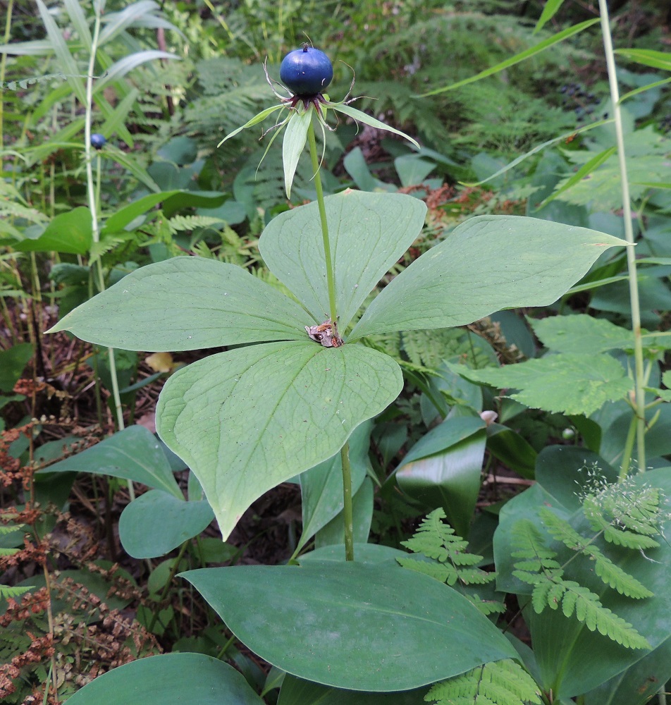 Paris Quadrifolia Sudenmarja Lehtosudenmarja Pohjolan Kasvien paris-quadrifolia-sudenmarja-lehtosudenmarja-pohjolan-kasvien
