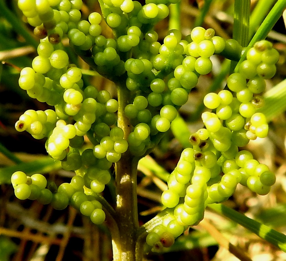 Sceptridium multifidum (Botrychium multifidum) - ahonoidanlukon itiöpesäkkeet ovat pallomaisen pyöreitä ja läpimitaltaan noin 1 mm sekä aluksi vihreitä tai kellanvihreitä ja kypsänä kellan- tai punertavanruskeita. Pesäkkeen puolivälissä on sauma, josta se itiöidessään avautuu. KP, Haapavesi, Pirnesperä, Pirnestien varressa, Pirnesjärven luoteispuolella oleva, jo vuosia käyttämättä ollut peltoalue, 17.7.2021. Copyright Hannu Kämäräinen.
