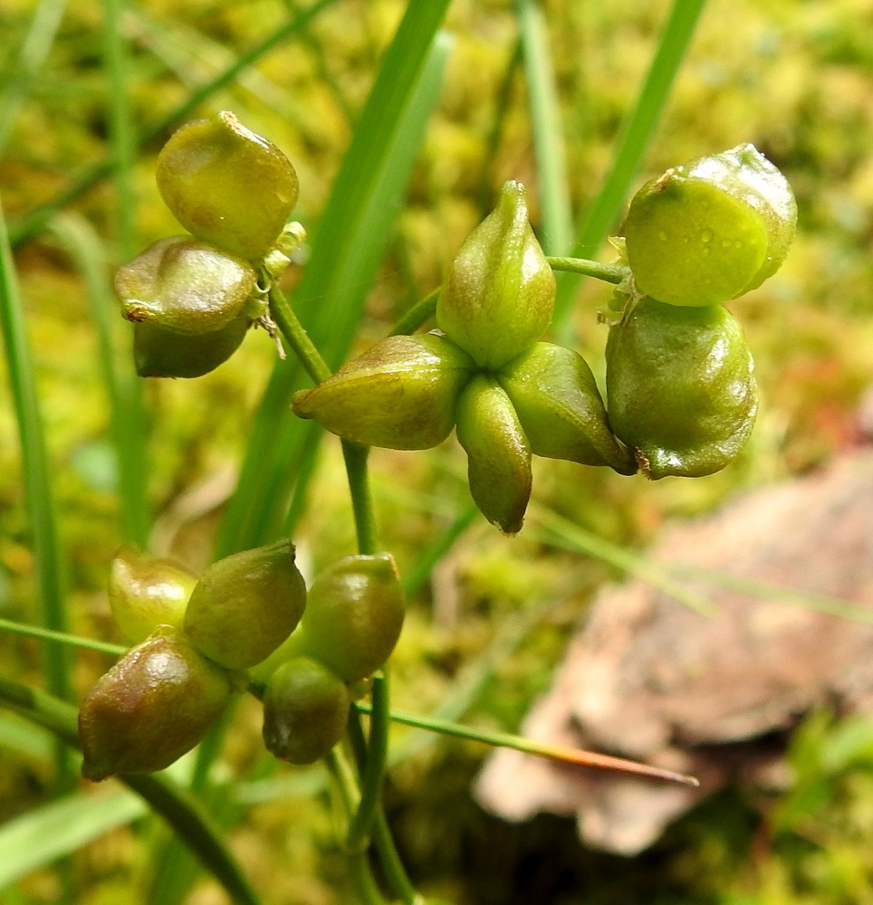 Scheuchzeria palustris - leväkön tuppilo on yleensä kolme- tai neljälokeroinen ja leveydeltään noin 10-15 mm. Lokerot ovat sivulle siirottavia ja lähes munanmuotoisia, mutta niiden kärjessä on lyhyt nokka. Ne ovat tavallisesti noin 6-8 mm pitkiä ja noin 5-6 mm paksuja. EH, Hämeenlinna, Pullerinmäki, Ahvenistonharjun juurella olevan Kahtoilammen luoteispään rantaneva lähellä vesirajaa, 25.6.2021. Copyright Hannu Kämäräinen.