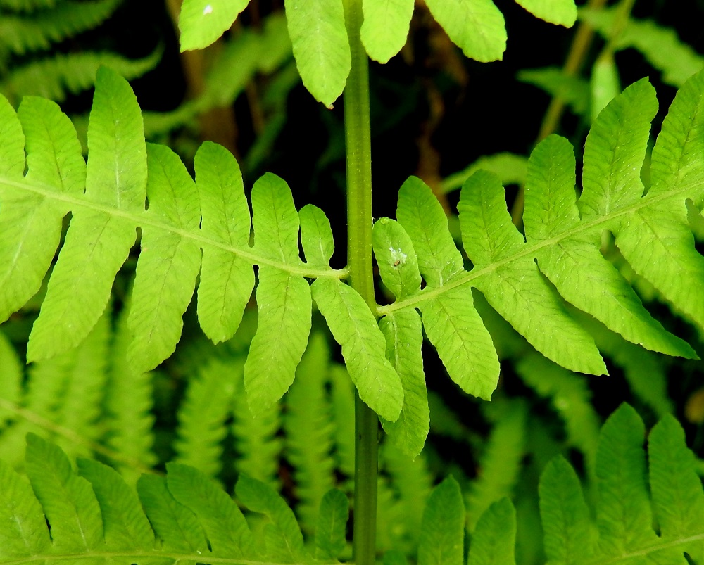 Thelypteris palustris - nevaimarteen lehtilavan sivulehdyköiden liuskat ovat pitkulaiset tai epämukaisen kolmiomaiset, keskisuonelliset ja laidoiltaan ehyehköt tai matalasti mutkalaitaiset. Ne ovat lehdyköiden leveimmässä osassa noin 2,5-12 mm pitkät ja noin 1-5 mm leveät. Itiöpesäkkeettömien lehtien liuskat (kuvassa) ovat itiöpesäkkeellisten lehtien liuskoja isommat. EH, Hattula, Retula, Keskisjärven länsipään nevareunus Hattulan ja Hämeenlinnan rajalinjalla, 2.8.2021. Copyright Hannu Kämäräinen.
