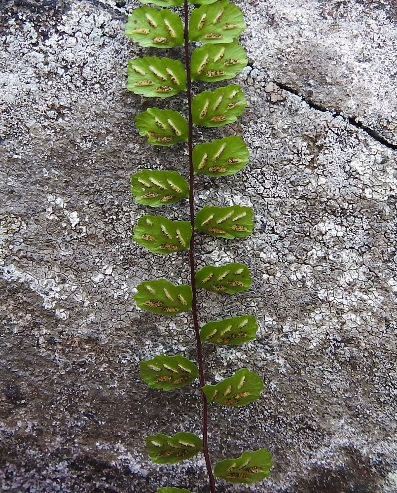 Asplenium trichomanes subsp. trichomanes - tummaraunioisen subsp. kalliotummaraunioisen itiöpesäkeryhmiä on yleisimmin 3-6 lehdykän alapinnan lehtisuonten sivuilla. Ne ovat ennen itiöintiä tasasoukkia, alle 0,5 mm leveitä ja enintään noin 2 mm pitkiä. Niitä peittää koko pesäkeryhmän mittainen, vaalea ja kalvomainen katesuomu, joka on kiinnittynyt lehdykän laidan puoleiselta reunaltaan. Suomu avautuu ja kääntyy kypsymisvaiheessa itiöpesäkeryhmän sivulle. V, Salo, Suomusjärvi, Salittu, Ahvenlammentien varrella olevat kallioseinämät, luonnonsuojelualue, 23.8.2021. Copyright Hannu Kämäräinen.