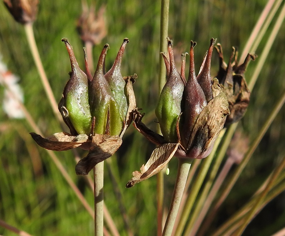 Butomus umbellatus - sarjarimmen kuusiosaisen emiön sikiäimet kehittyvät kukinnan jälkeen noin 15-17 mm pitkiksi, monisiemenisiksi tuppilohedelmiksi, jotka avautuvat sisäsaumoistaan. EH, Hattula, Pelkola, Lehijärven länsirannan Haikonlahti, vene- ja uimaranta, 31.7.2021. Copyright Hannu Kämäräinen.
