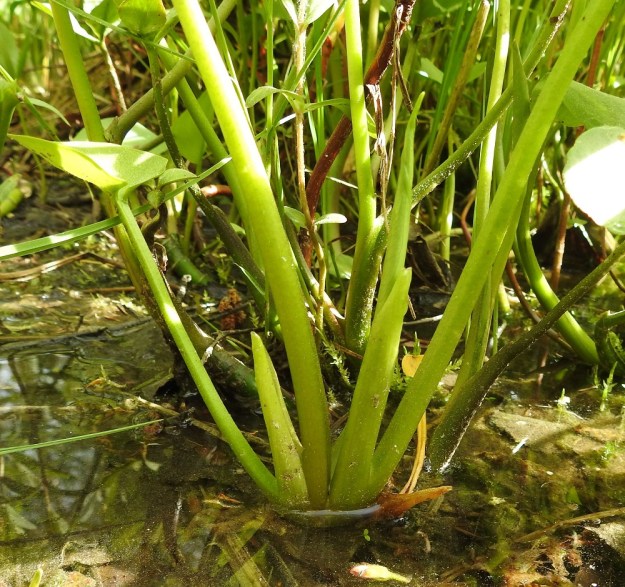 Calla palustris - (suo)vehkan lehtiruodin tyvi on tuppimainen, pyöreäselkäinen ja toiselta sivultaan avoin sekä kalvoreunainen. Se jatkuu noin 3-5 cm pitkänä, ehyenä ja suippopäisenä korvakkeena. EH, Hämeenlinna, Pullerinmäki, Ahvenistonharjun juurella olevan Kahtoilammen rantasuo, 3.6.2021. Copyright Hannu Kämäräinen.