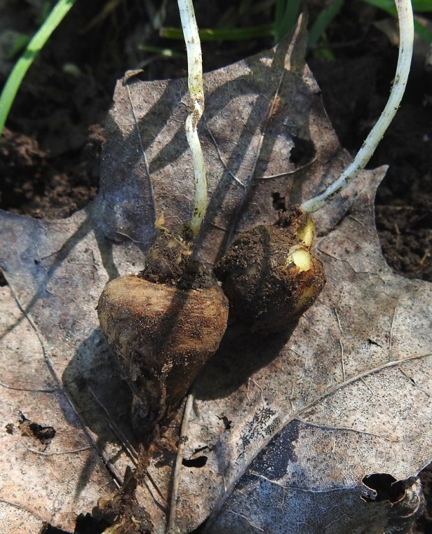 Corydalis solida - pystykiurunkannuksen juurakko on mukulamainen. Mukula on pallomainen, täyteinen ja noin 1-2,5 cm halkaisijaltaan. EH, Hattula, Sattula, Sattulantien laitametsikkö, 29.5.2021. Copyright Hannu Kämäräinen.