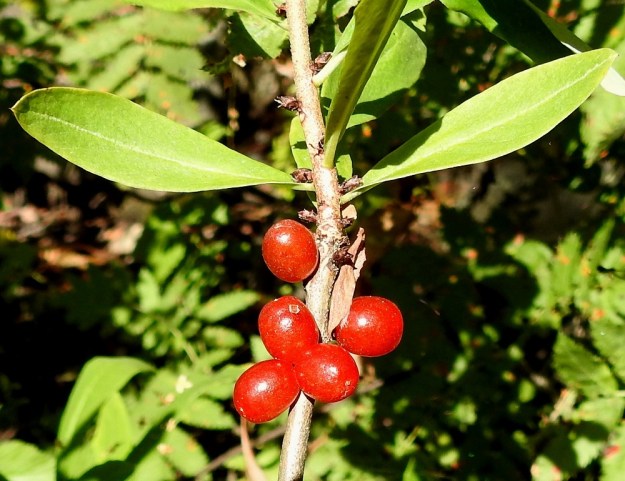 Daphne mezereum - (lehto)näsiän kypsä luumarja on kiiltävän punainen ja tavallisesti noin 7-10 mm pitkä sekä leveimmältä kohtaa noin 6-9 mm leveä. EH, Hämeenlinna, Luhtiala, Aulangonjärven koillisranta Levonkallion kaakkoispuolella, luonnonsuojelualue, 31.7.2021. Copyright Hannu Kämäräinen.
