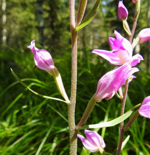 Cephalanthera rubra - punavalkun kukan sikiäin on kapean lieriömäinen, kohosuoninen ja hieman kierteinen sekä vihreä tai suonista punaruskea. Se on tavallisesti noin 13-20 mm pitkä. Varren yläosa, kukkien tukilehdet, sikiäimet ja kehälehtien ulkopinta ovat tiheästi lyhyen nystykarvaiset. V, Salo, 3.7.2021. Copyright Hannu Kämäräinen.